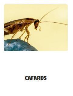 Cafards