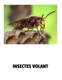 Insectes volant