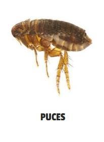 Puces 2