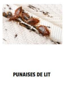 Punaise