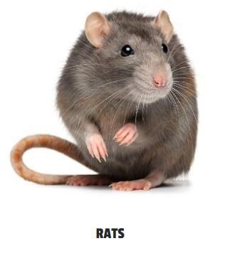 Rats