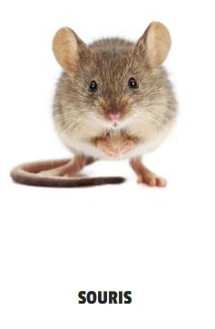 Souris 1